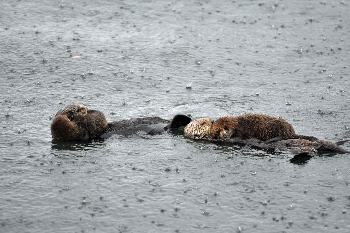 Otters in the rain.jpg